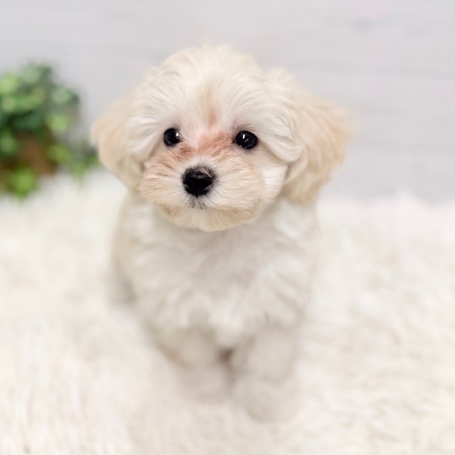 愛知県のマルプー(マルチーズ×プードル) (犬の家＆猫の里豊田店/2025年11月25日生まれ/女の子/クリーム)の子犬の4枚目の画像