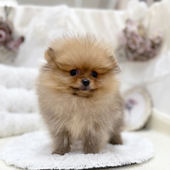 岐阜県のポメラニアン (犬の家＆猫の里カラフルタウン岐阜店/2025年11月25日生まれ/女の子/オレンジセーブル)の子犬の4枚目の画像