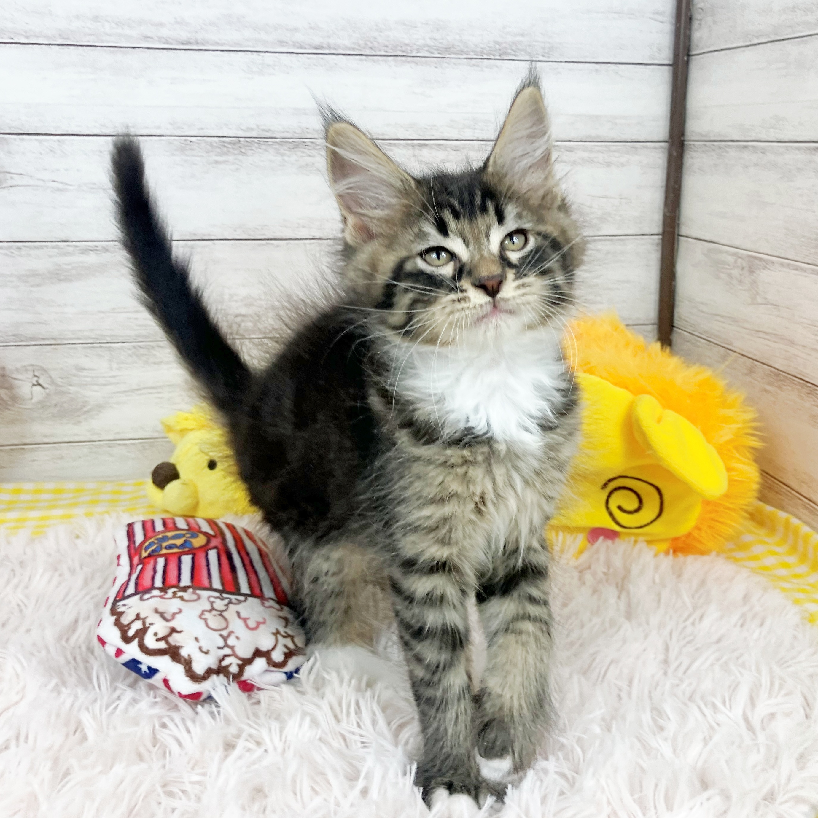 兵庫県のメインクーン (犬の家＆猫の里川西店/2025年11月25日生まれ/男の子/ブラウンマッカレルタビーホワイト)の子猫の4枚目の画像