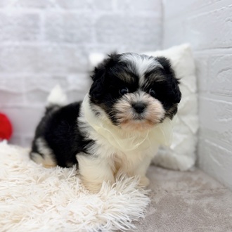 滋賀県のハーフ犬・ミックス犬 (犬の家＆猫の里長浜店/2025年11月27日生まれ/男の子/ホワイトブラック)の子犬の4枚目の画像