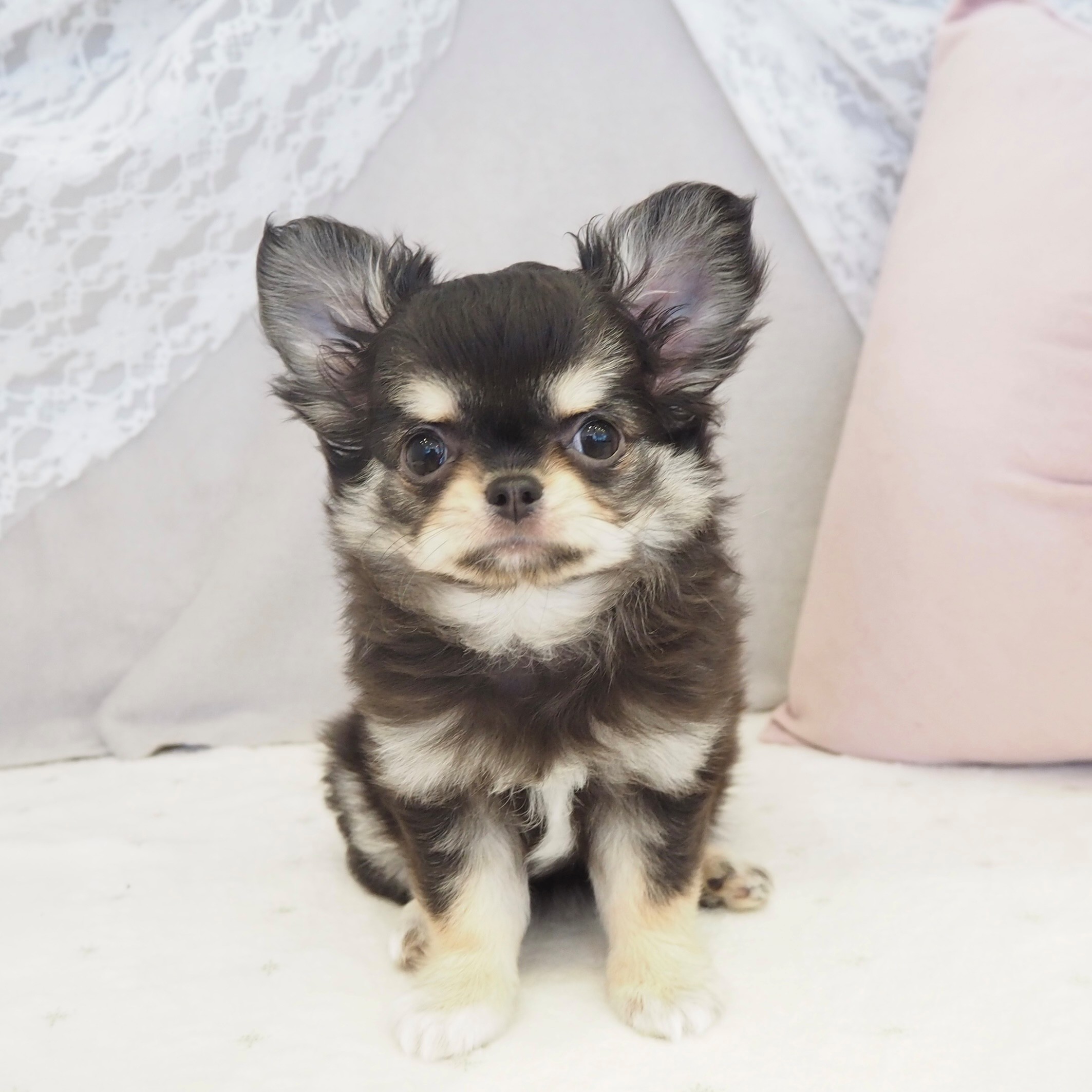 大阪府のチワワ(ロング) (犬の家＆猫の里もりのみやキューズモールBASE店/2025年11月23日生まれ/女の子/ブラッククリームホワイト)の子犬の1枚目の画像