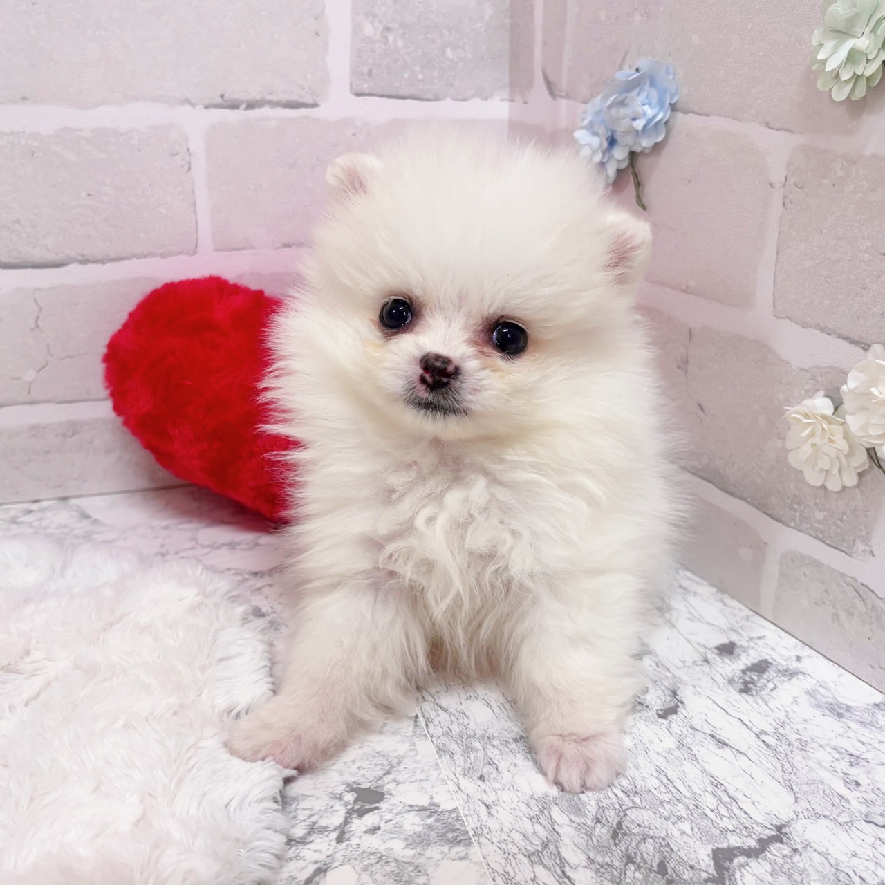 京都府のポメラニアン (犬の家＆猫の里京都精華店/2025年11月26日生まれ/女の子/クリーム)の子犬の4枚目の画像