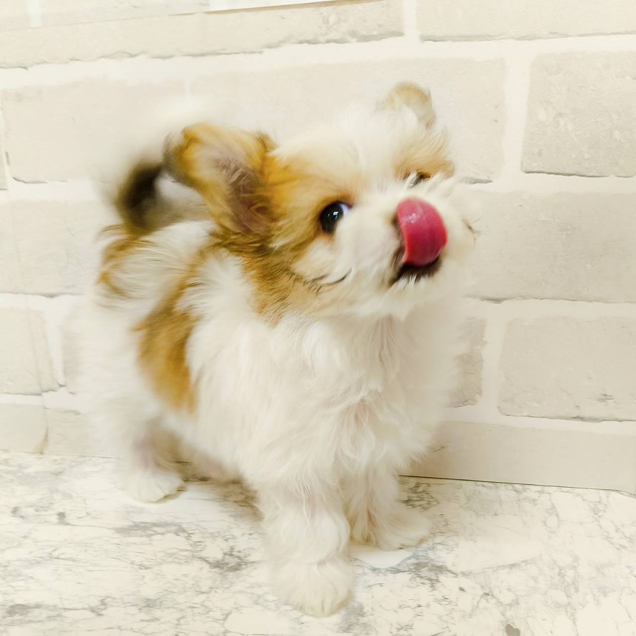 京都府のハーフ犬・ミックス犬 (犬の家＆猫の里京都精華店/2025年11月21日生まれ/女の子/レッドホワイト)の子犬の4枚目の画像