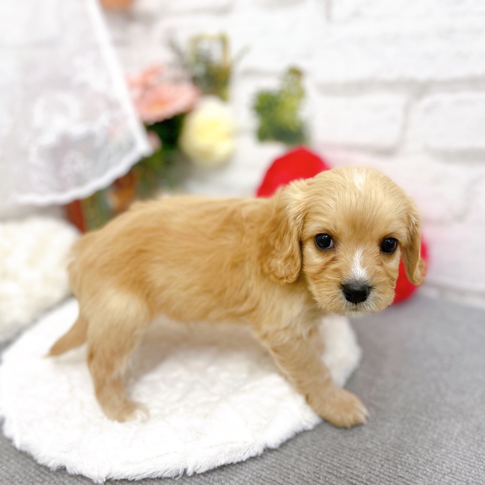 京都府のハーフ犬・ミックス犬 (犬の家＆猫の里京都樟葉店/2025年11月24日生まれ/男の子/クリーム)の子犬の4枚目の画像