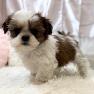 兵庫県のシーズー (犬の家＆猫の里カナート西神戸店/2025年11月25日生まれ/女の子/ゴールドホワイト)の子犬の4枚目の画像