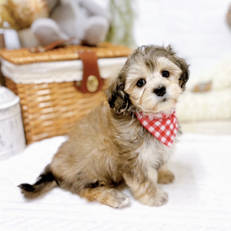 滋賀県のマルックス(マルチーズ×ダックス) (犬の家＆猫の里近江八幡店/2025年11月24日生まれ/女の子/フォーン)の子犬の4枚目の画像