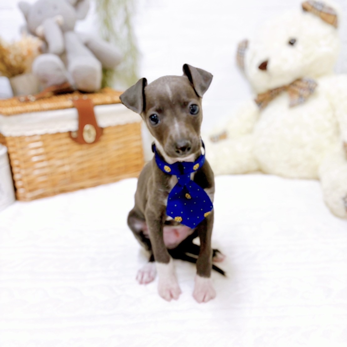 滋賀県のイタリアングレーハウンド (犬の家＆猫の里近江八幡店/2025年11月26日生まれ/男の子/ブルーホワイト)の子犬の4枚目の画像