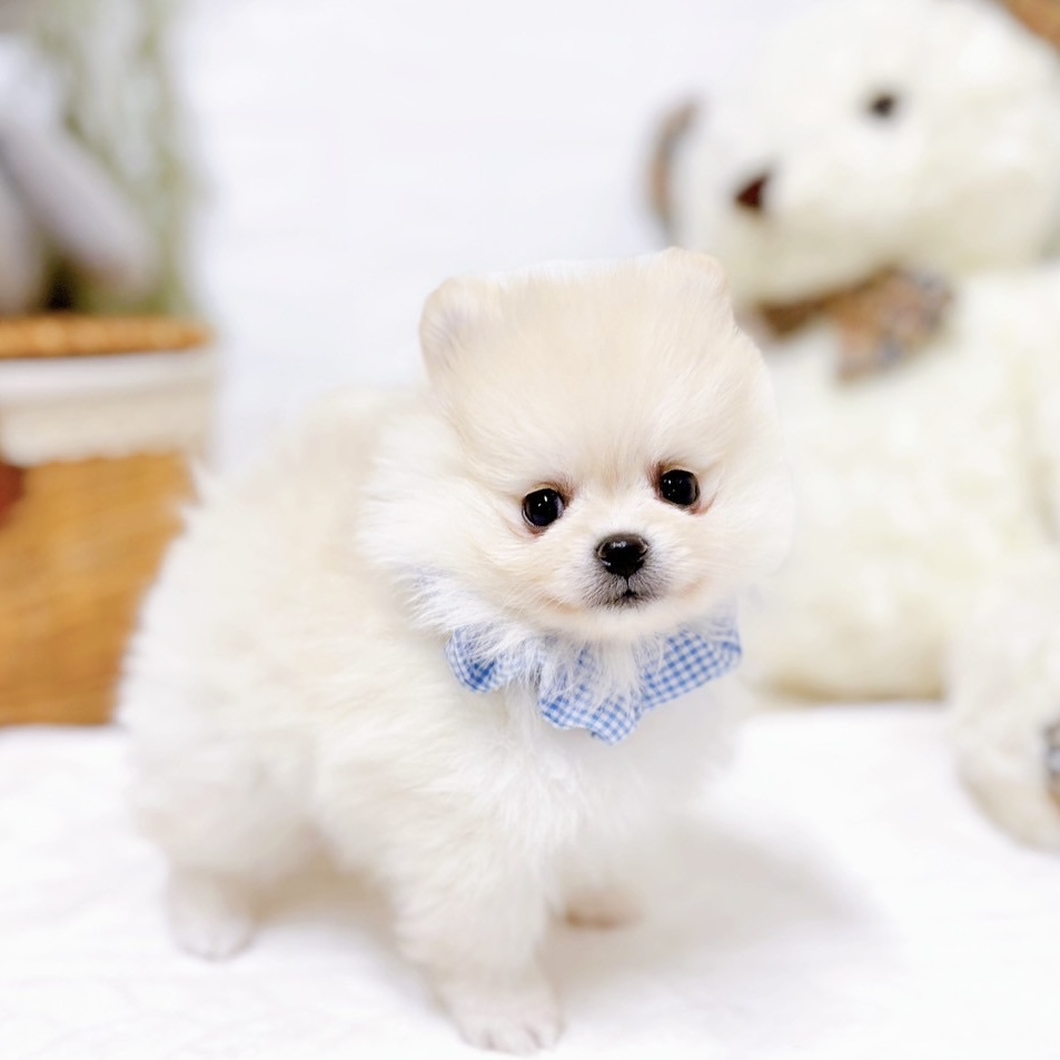 滋賀県のポメラニアン (犬の家＆猫の里近江八幡店/2025年11月25日生まれ/男の子/クリーム)の子犬の4枚目の画像