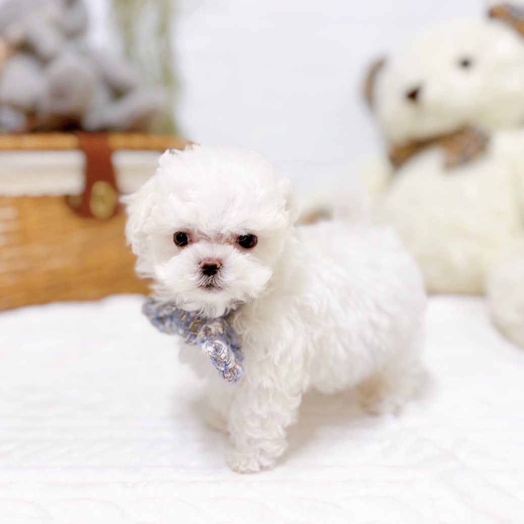 滋賀県のマルチーズ (犬の家＆猫の里近江八幡店/2025年11月27日生まれ/男の子/ホワイト)の子犬の4枚目の画像