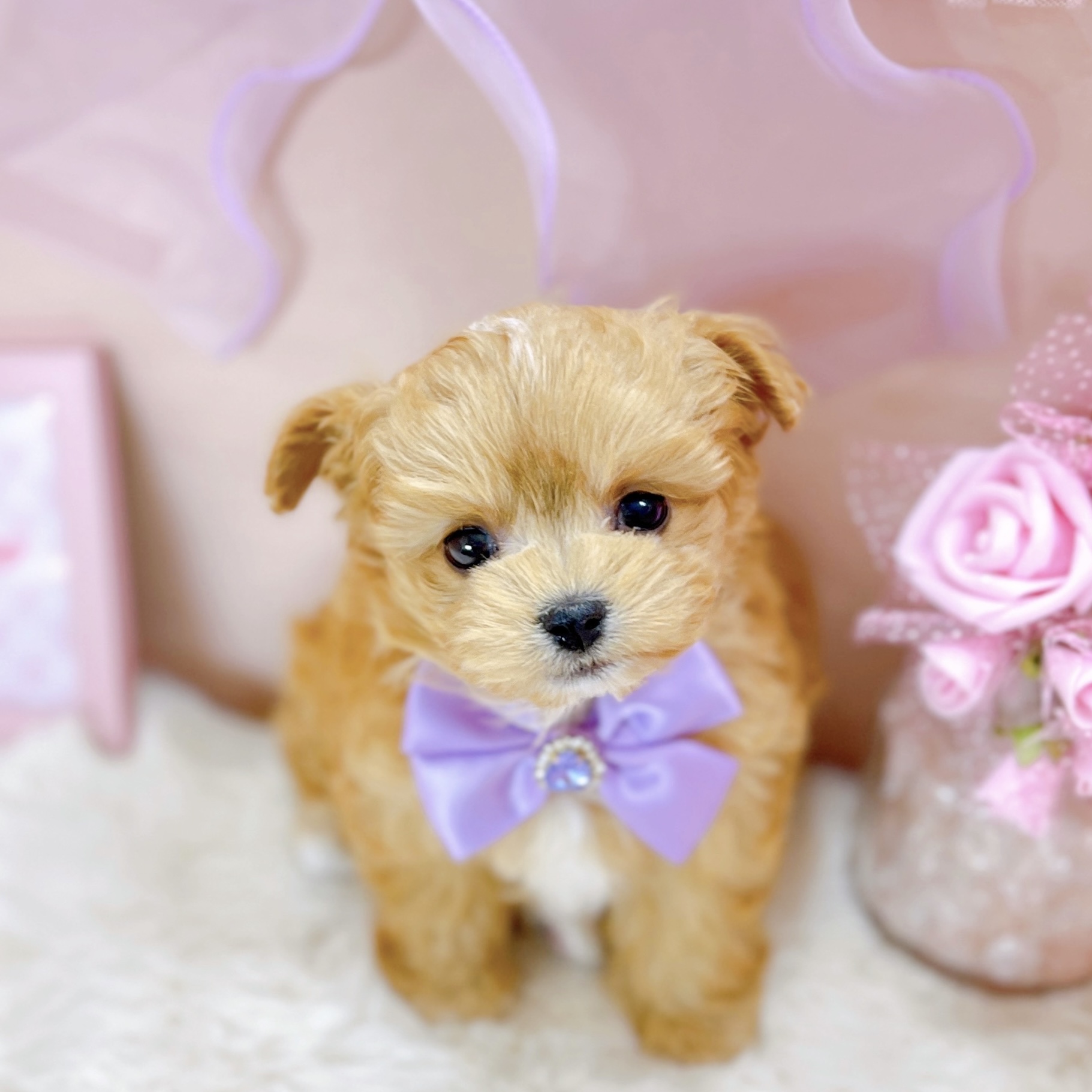 ハーフ犬女の子の写真