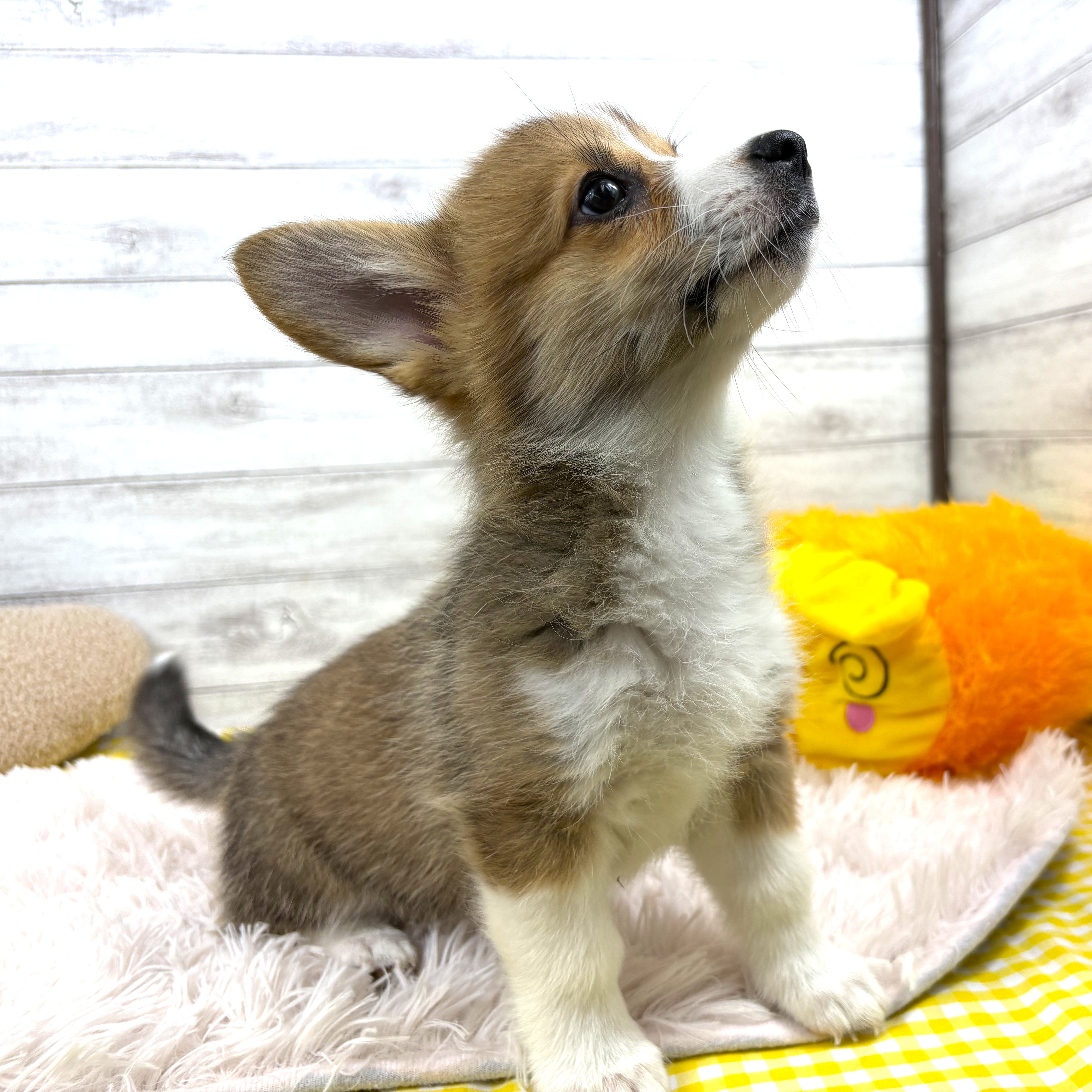 兵庫県のウェルシュコーギーペンブローク (犬の家＆猫の里川西店/2025年11月29日生まれ/女の子/レッドホワイト)の子犬の4枚目の画像
