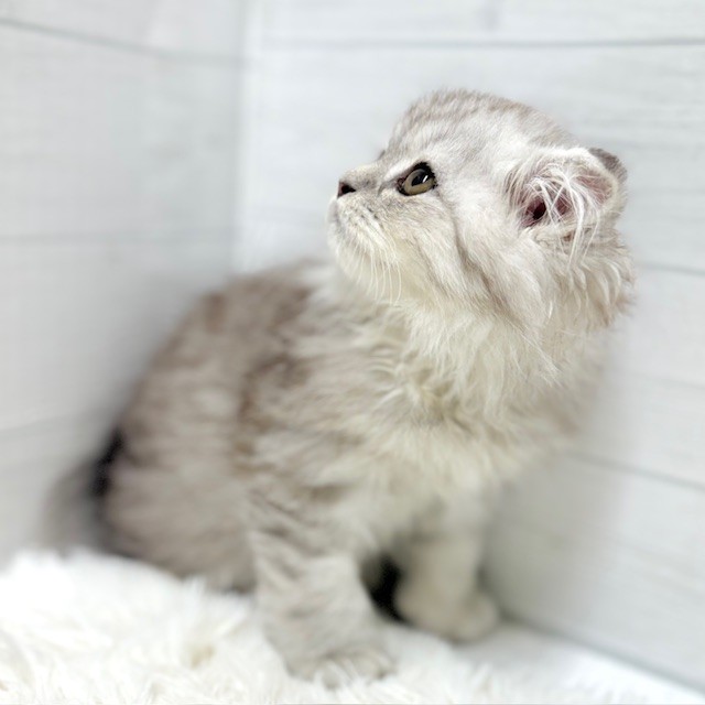 愛知県のスコティッシュフォールド (犬の家＆猫の里豊田店/2025年11月28日生まれ/男の子/シルバータビー)の子猫の4枚目の画像