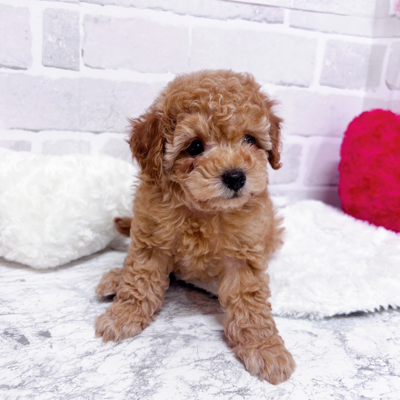 京都府のトイプードル(トイ) (犬の家＆猫の里京都精華店/2025年11月27日生まれ/男の子/オレンジフォーン)の子犬の4枚目の画像