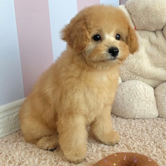 岡山県のトイプードル(トイ) (犬の家＆猫の里倉敷中庄店/2025年11月27日生まれ/女の子/オレンジフォーン)の子犬の4枚目の画像