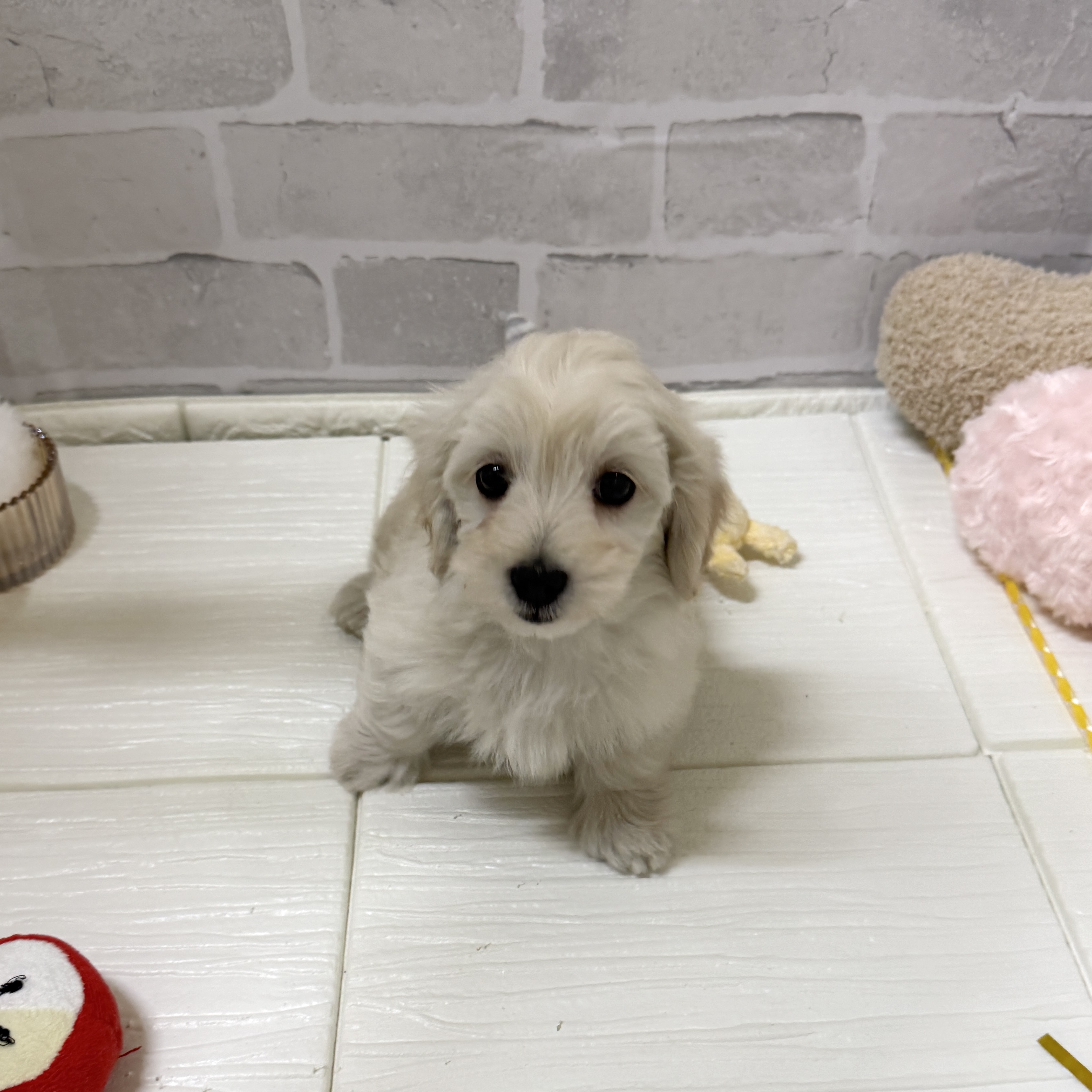 愛知県のマルックス(マルチーズ×ダックス) (犬の家＆猫の里岡崎店/2025年11月25日生まれ/女の子/クリーム)の子犬の4枚目の画像