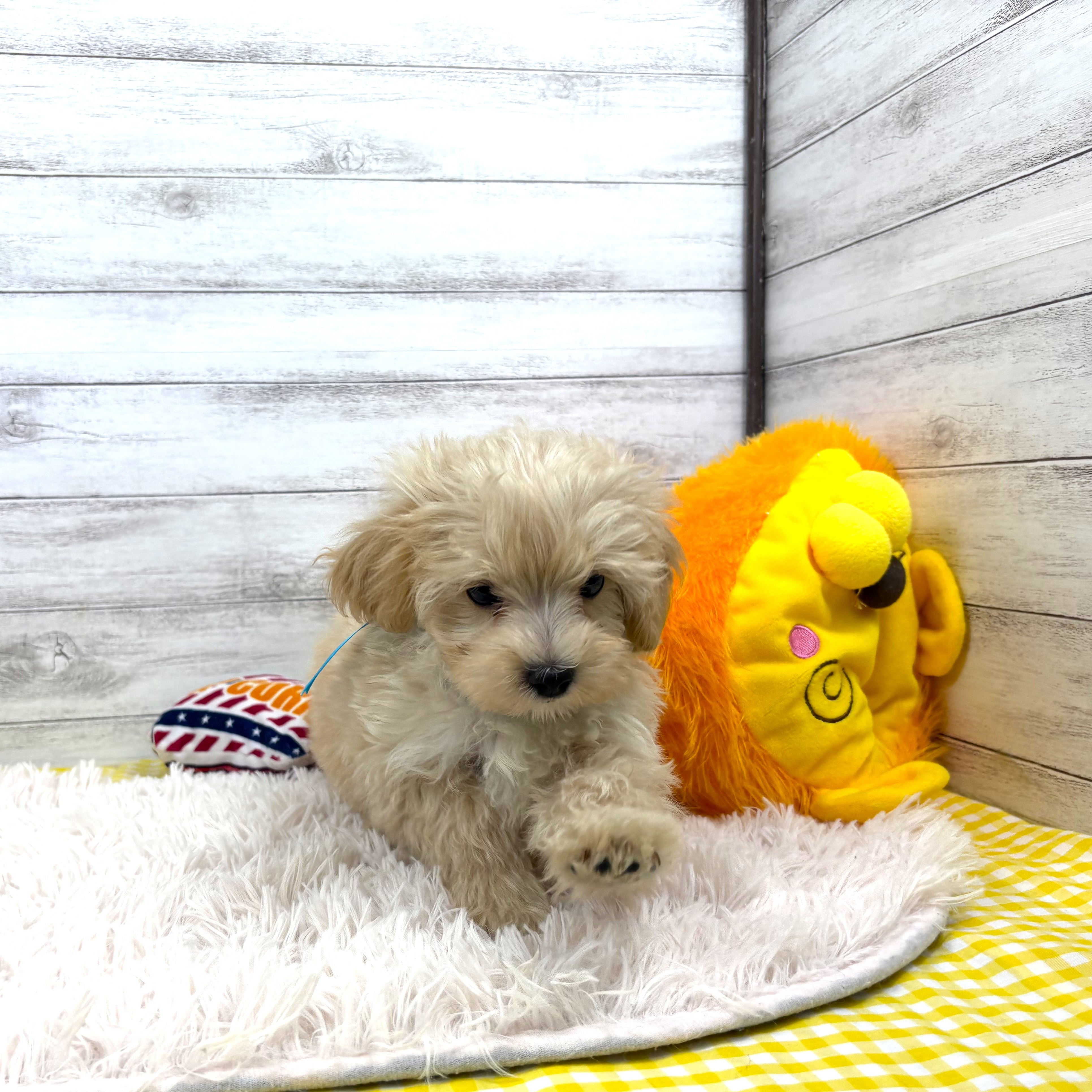 兵庫県のマルプー(マルチーズ×プードル) (犬の家＆猫の里川西店/2025年11月25日生まれ/男の子/クリームホワイト)の子犬の4枚目の画像