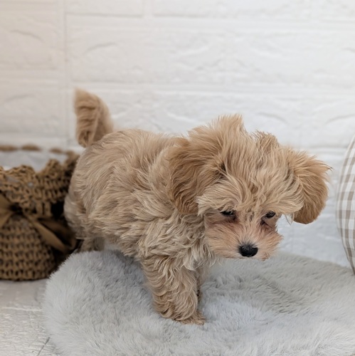 愛知県のマルプー(マルチーズ×プードル) (犬の家＆猫の里豊川インター店/2025年11月25日生まれ/男の子/アプリコットホワイト)の子犬の4枚目の画像