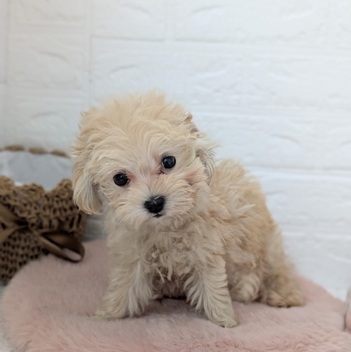 愛知県のマルプー(マルチーズ×プードル) (犬の家＆猫の里豊川インター店/2025年11月25日生まれ/女の子/アプリコット)の子犬の4枚目の画像