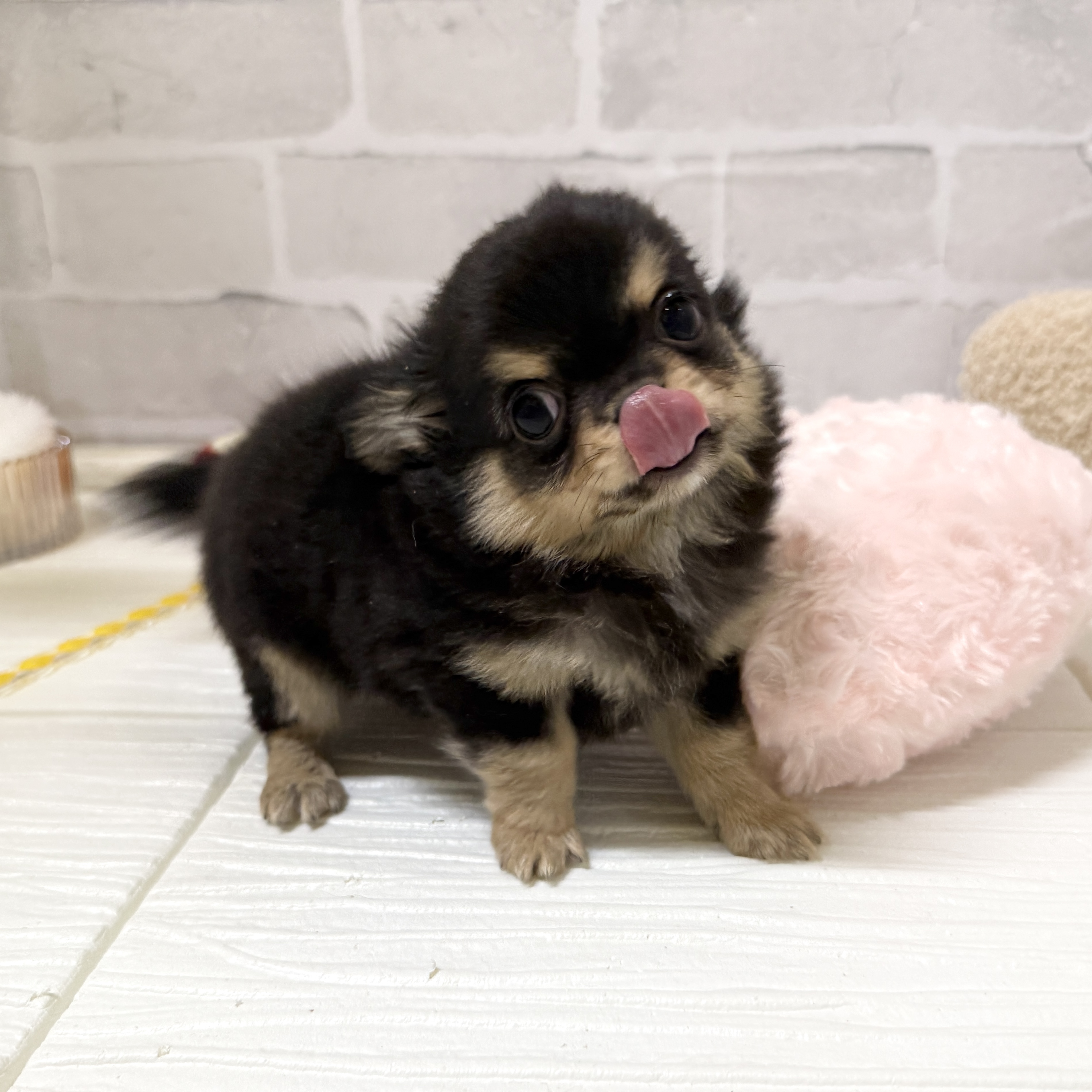 愛知県のチワワ(ロング) (犬の家＆猫の里岡崎店/2025年11月26日生まれ/男の子/ブラックタン)の子犬の4枚目の画像