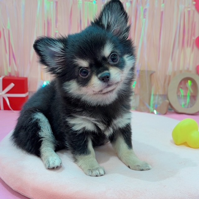 岡山県のチワワ(ロング) (犬の家＆猫の里岡山店/2025年11月26日生まれ/女の子/ブラッククリーム)の子犬の4枚目の画像