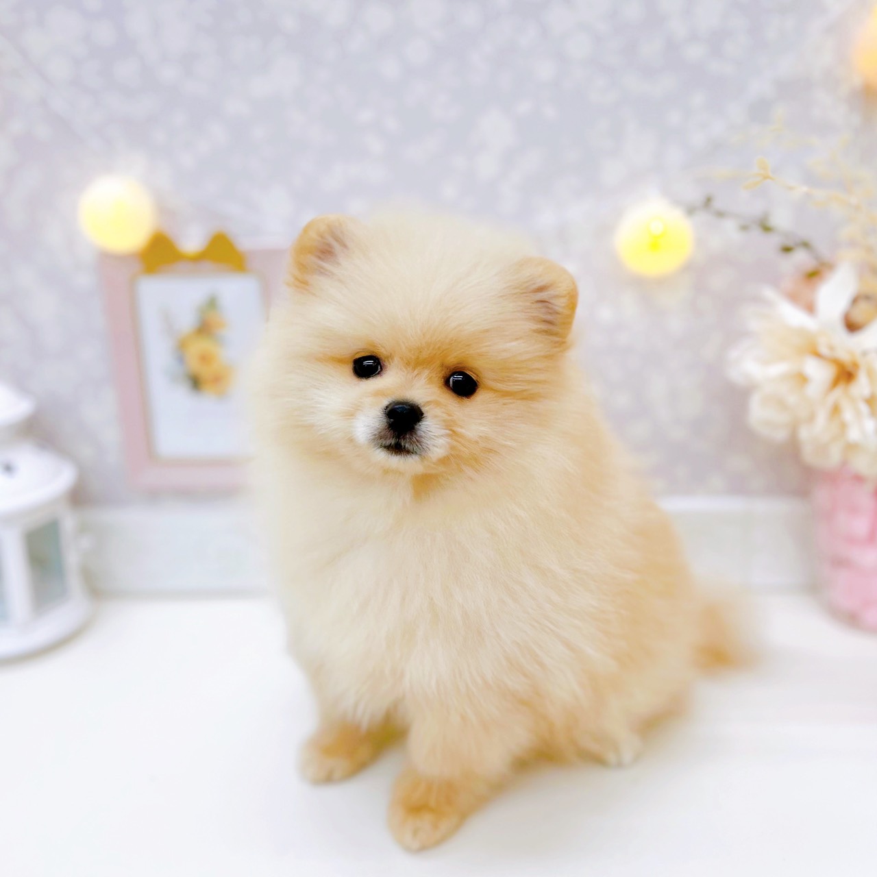 富山県のポメラニアン (犬の家＆猫の里富山店/2025年11月29日生まれ/女の子/クリーム)の子犬の4枚目の画像