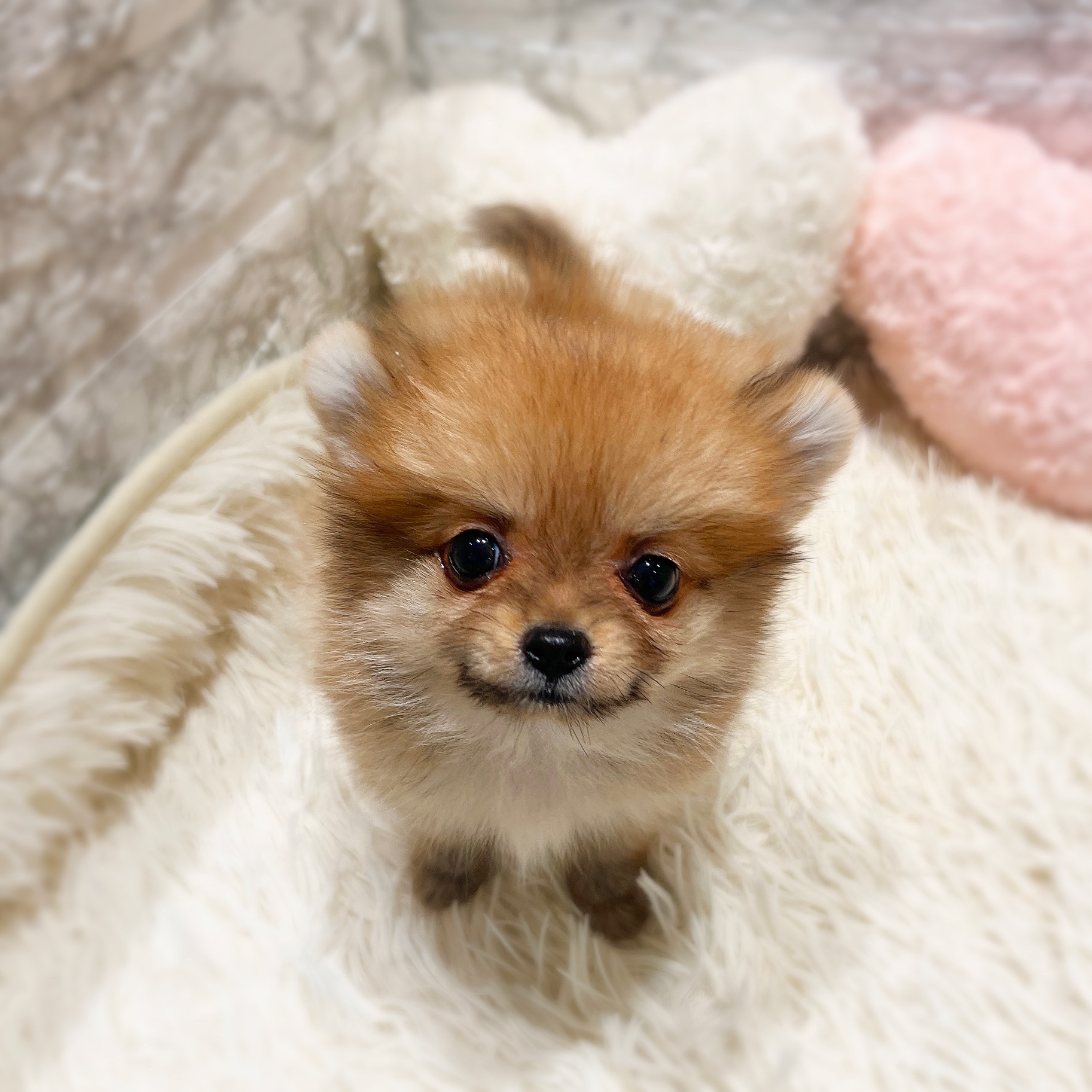 愛知県のポメチワ/チワポメ/ポメチー(ポメラニアン×チワワ) (犬の家＆猫の里MiO香久山店/2025年11月29日生まれ/女の子/オレンジ)の子犬の4枚目の画像