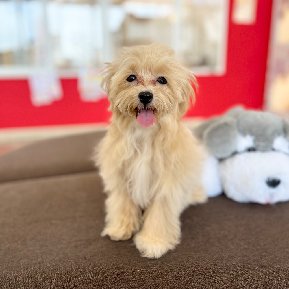 静岡県のマルプー(マルチーズ×プードル) (犬の家＆猫の里MEGAドン・キホーテ袋井店/2025年11月30日生まれ/男の子/クリームホワイト)の子犬の4枚目の画像