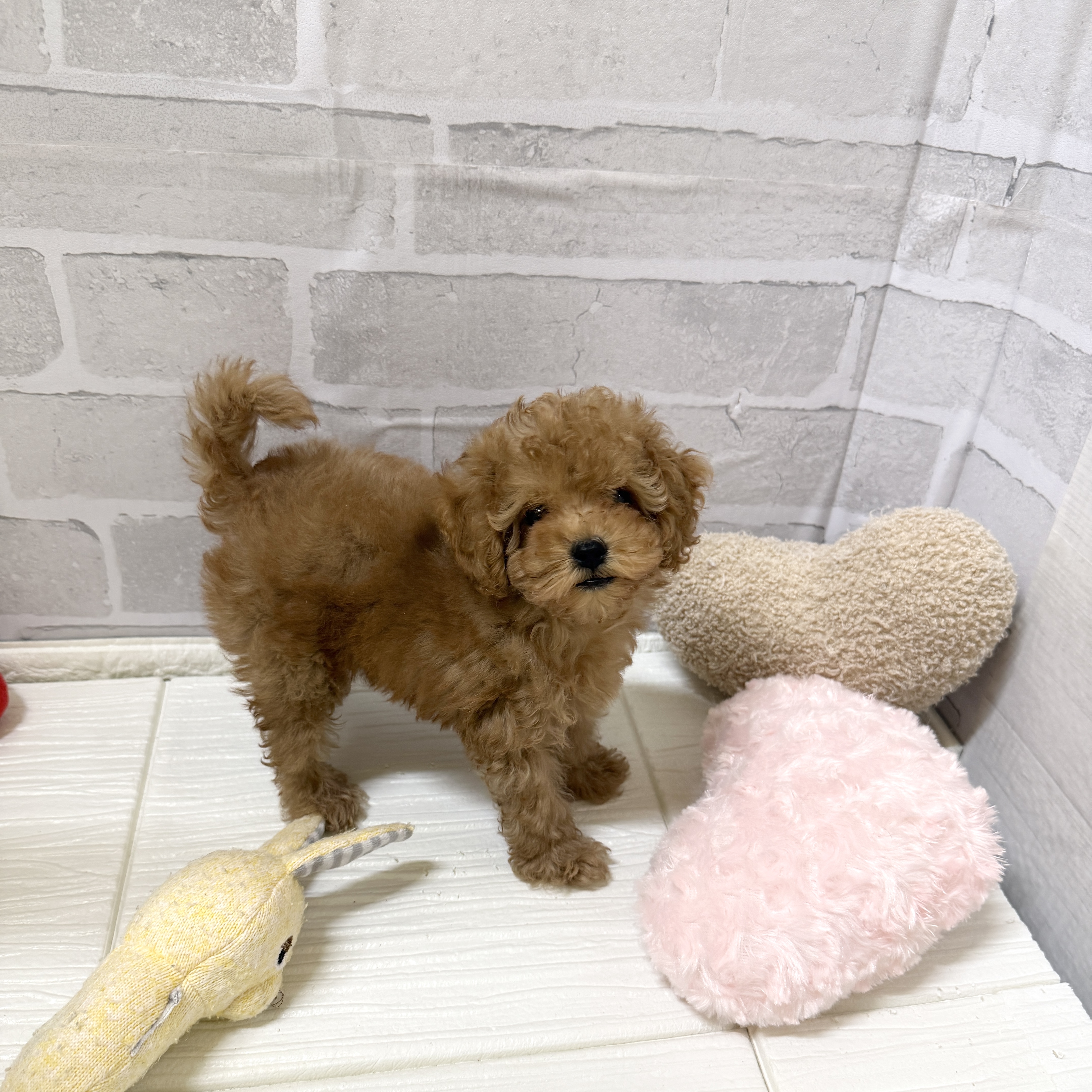 愛知県のトイプードル(トイ) (犬の家＆猫の里岡崎店/2025年11月22日生まれ/男の子/オレンジフォーン)の子犬の4枚目の画像