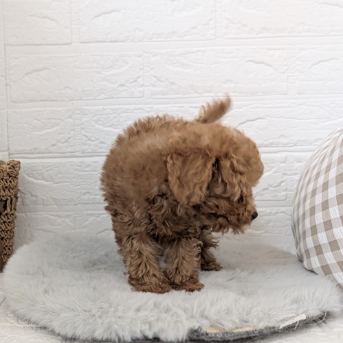 愛知県のトイプードル(トイ) (犬の家＆猫の里豊川インター店/2025年11月22日生まれ/男の子/オレンジフォーン)の子犬の4枚目の画像