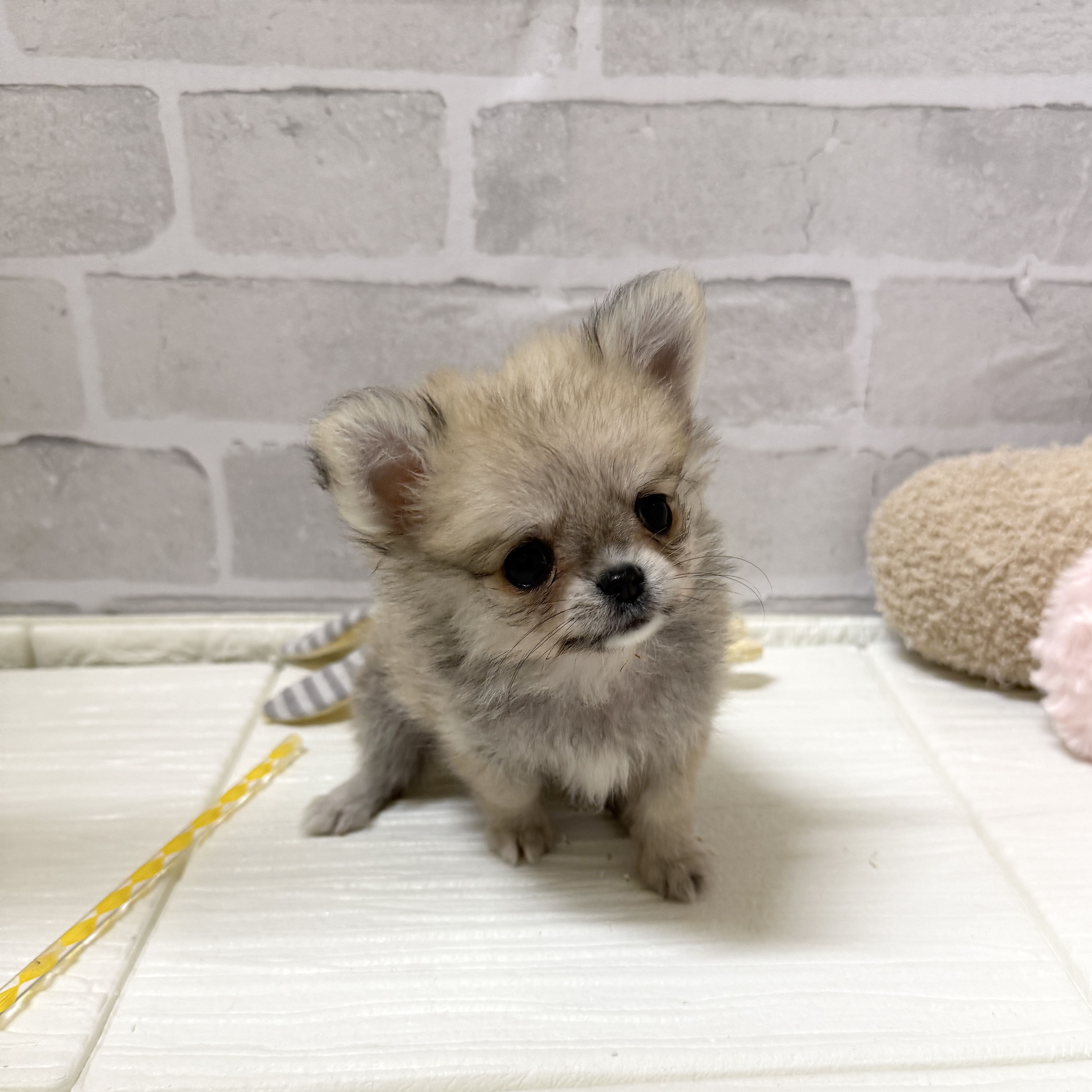 愛知県のポメチワ/チワポメ/ポメチー(ポメラニアン×チワワ) (犬の家＆猫の里岡崎店/2025年11月28日生まれ/女の子/フォーン)の子犬の4枚目の画像