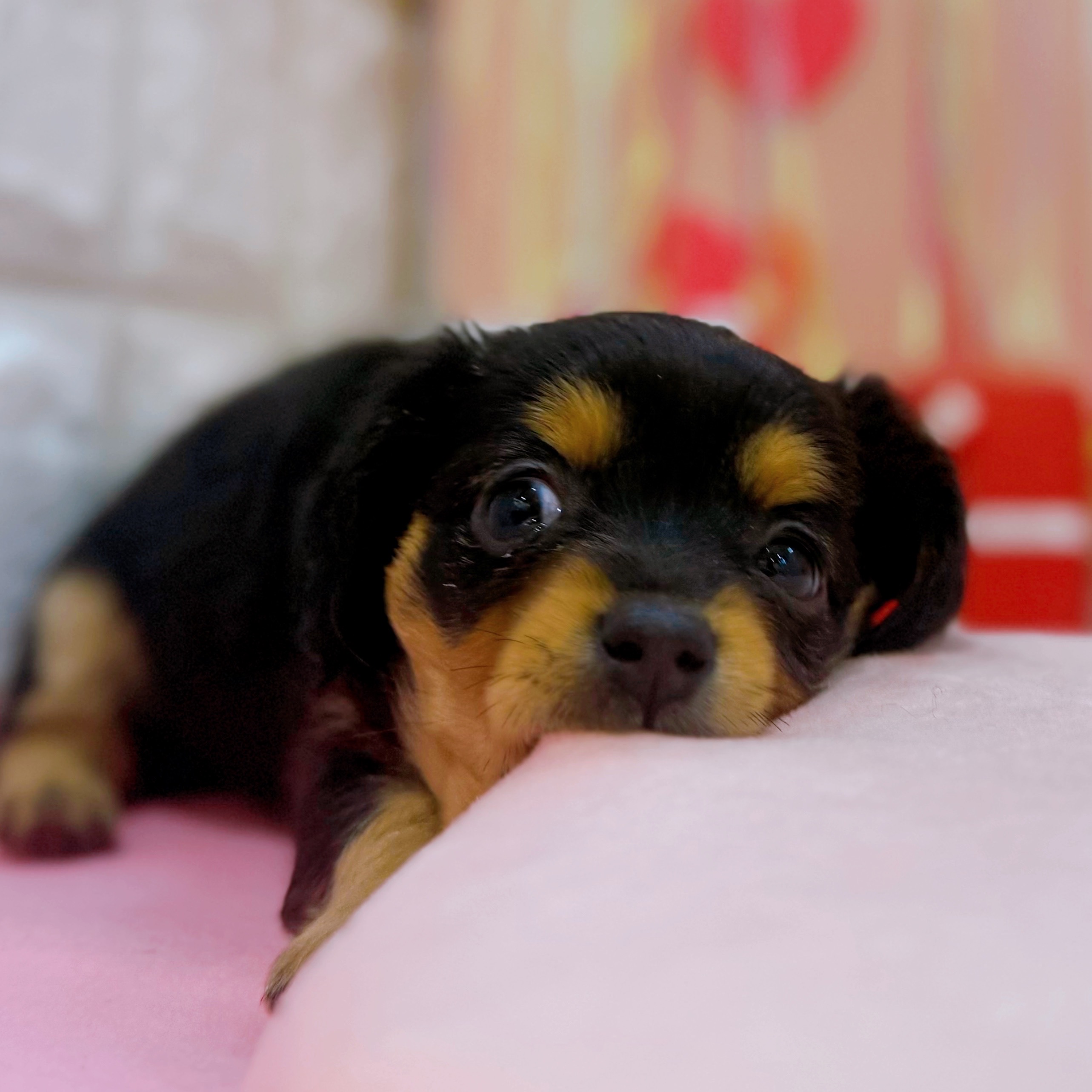 岡山県のチワックス(チワワ×ダックス) (犬の家＆猫の里倉敷店/2025年11月30日生まれ/女の子/ブラックタン)の子犬の4枚目の画像