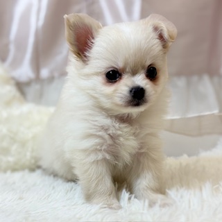 兵庫県のポメチワ/チワポメ/ポメチー(ポメラニアン×チワワ) (犬の家＆猫の里カナート西神戸店/2025年11月30日生まれ/女の子/クリーム)の子犬の4枚目の画像