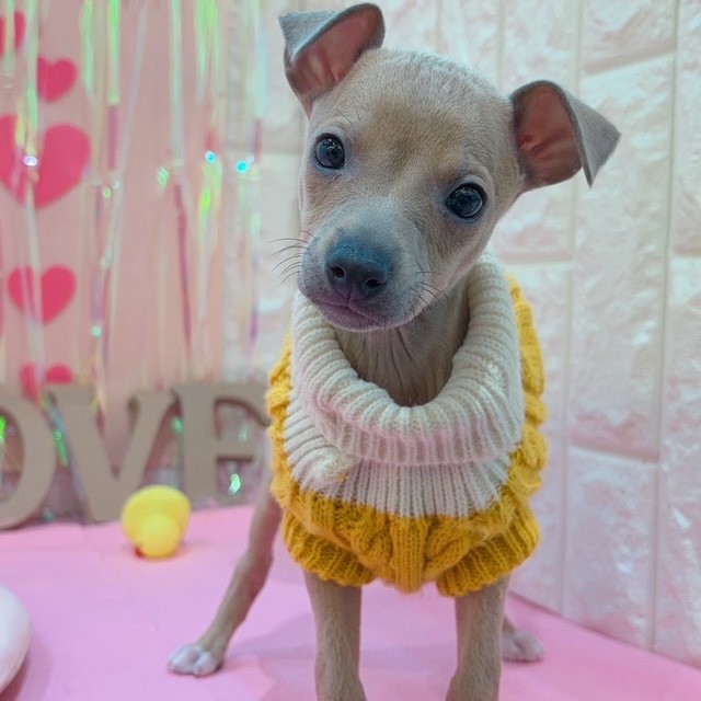 岡山県のイタリアングレーハウンド (犬の家＆猫の里倉敷店/2025年11月29日生まれ/女の子/フォーンホワイトマーキングス)の子犬の4枚目の画像