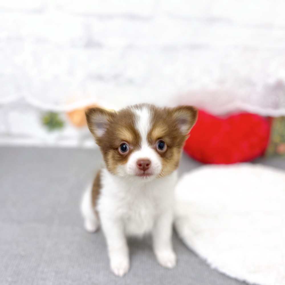 京都府のポメチワ/チワポメ/ポメチー(ポメラニアン×チワワ) (犬の家＆猫の里京都樟葉店/2025年11月28日生まれ/男の子/チョコレートタンホワイト)の子犬の4枚目の画像