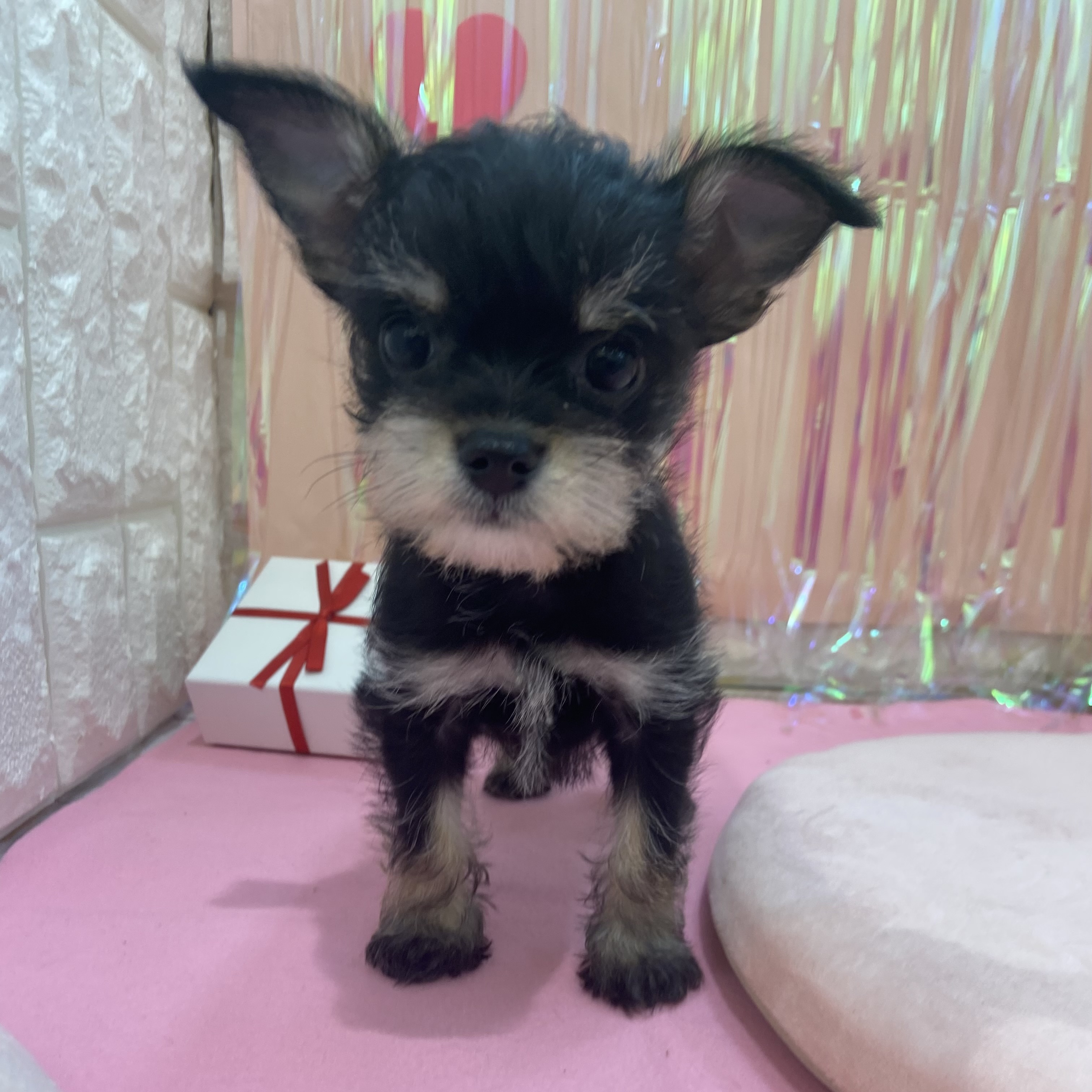 岡山県のハーフ犬・ミックス犬 (犬の家＆猫の里倉敷店/2025年11月29日生まれ/男の子/ブラックタン)の子犬の4枚目の画像