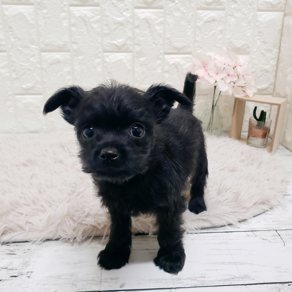 岡山県のハーフ犬・ミックス犬 (犬の家＆猫の里岡山店/2025年11月29日生まれ/男の子/ブラック)の子犬の4枚目の画像