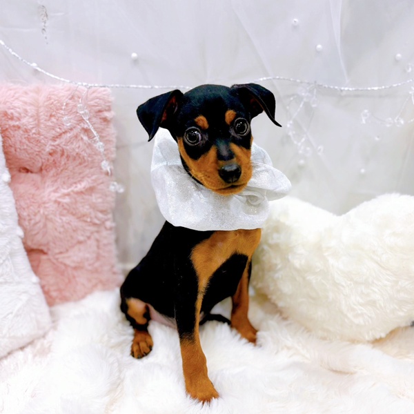 福井県のミニチュアピンシャー (犬の家＆猫の里福井店/2025年11月27日生まれ/男の子/ブラックタン)の子犬の4枚目の画像