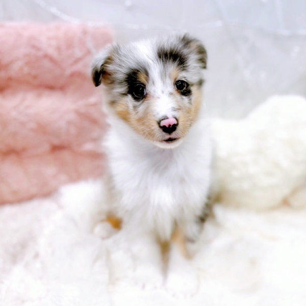 福井県のシェットランドシープドッグ (犬の家＆猫の里福井店/2025年11月30日生まれ/女の子/ブルーマール)の子犬の4枚目の画像