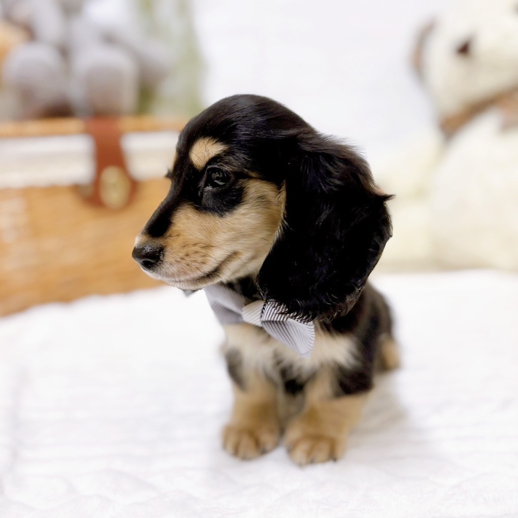 滋賀県のミニチュアダックスフンド(ロング) (犬の家＆猫の里近江八幡店/2025年11月27日生まれ/男の子/ブラックタン)の子犬の4枚目の画像