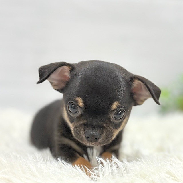 愛知県のチワワ(スムース) (犬の家＆猫の里豊田店/2025年11月29日生まれ/男の子/ブラックタン)の子犬の4枚目の画像