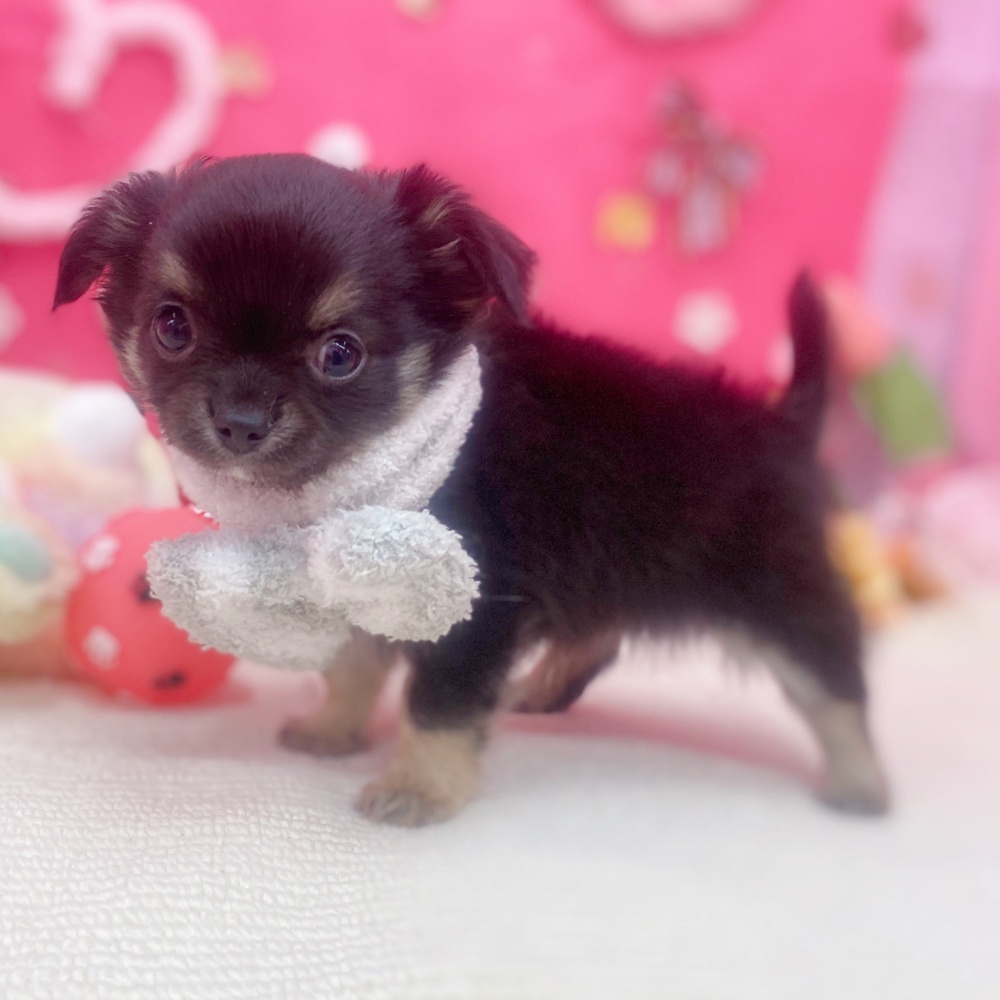 岐阜県のチワワ(ロング) (犬の家＆猫の里岐南店/2025年11月29日生まれ/男の子/ブラックタン)の子犬の4枚目の画像