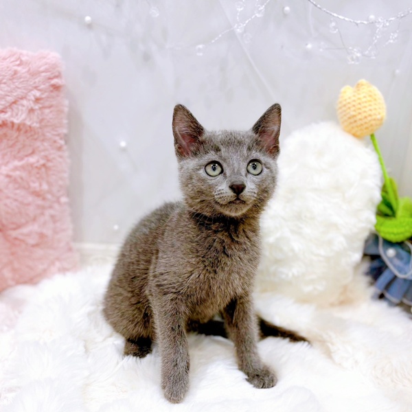 ロシアンブルーの子猫を価格や特徴で探す|ペットショップ探すなら