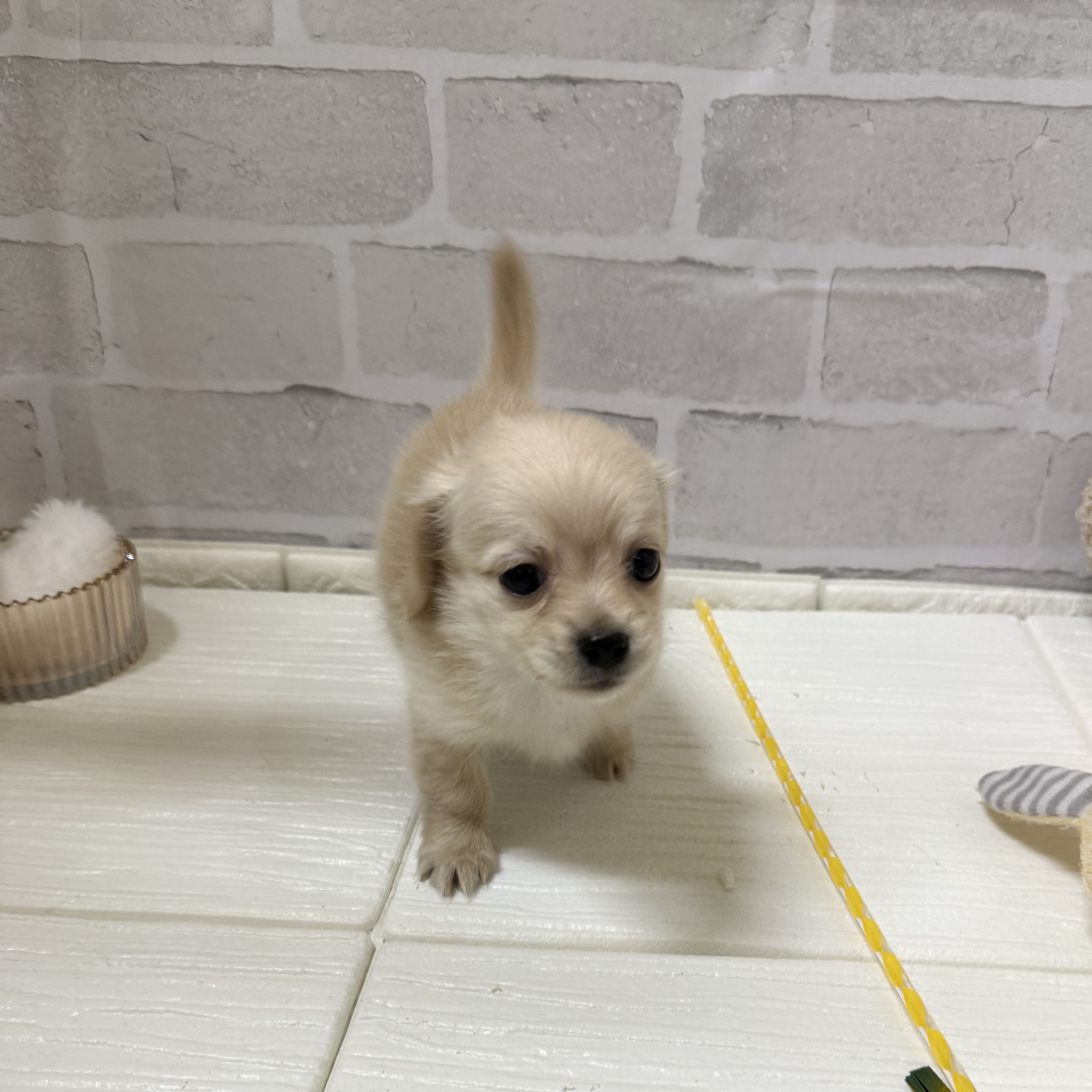 愛知県のチワックス(チワワ×ダックス) (犬の家＆猫の里岡崎店/2025年11月30日生まれ/男の子/イエロー)の子犬の4枚目の画像