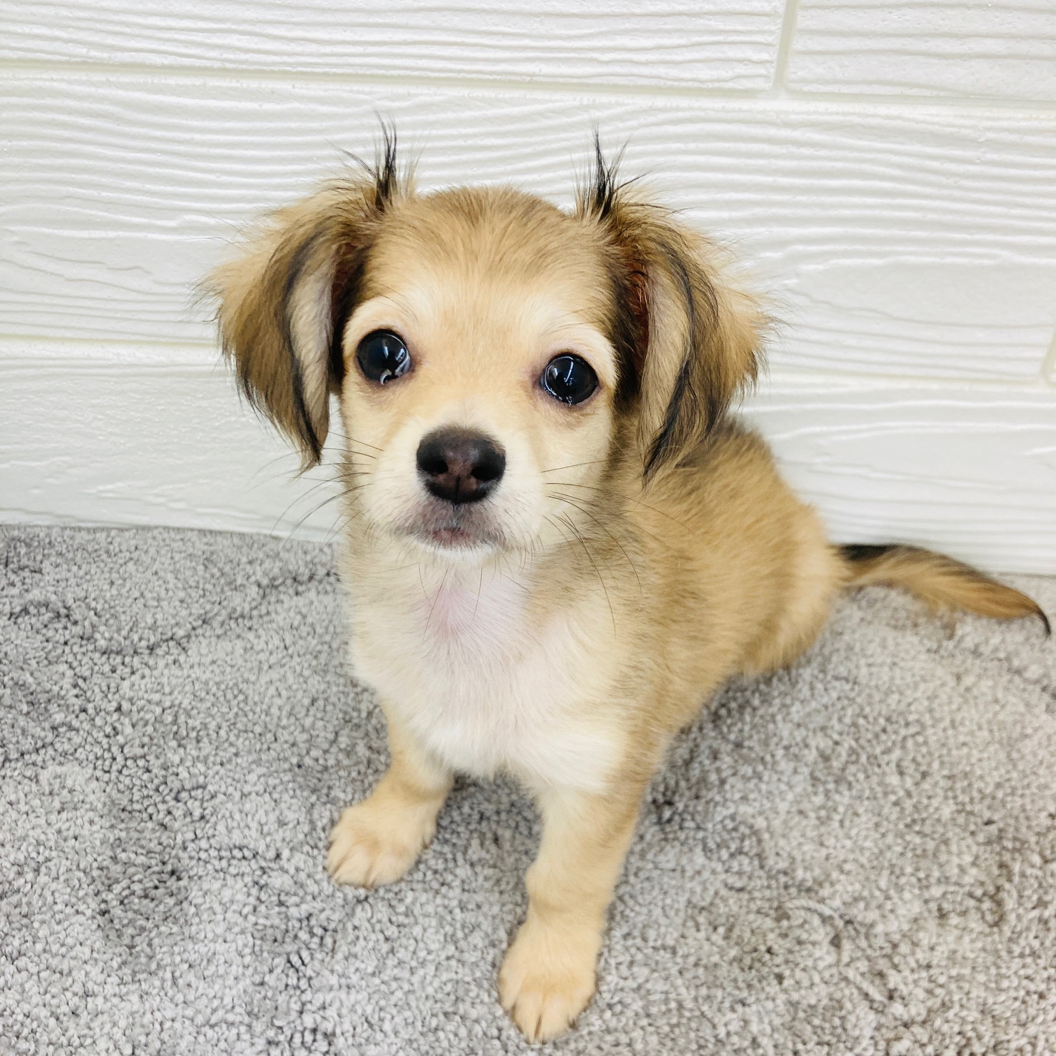 愛知県のチワックス(チワワ×ダックス) (犬の家＆猫の里七宝店/2025年11月30日生まれ/女の子/シェーデットイエロー)の子犬の4枚目の画像