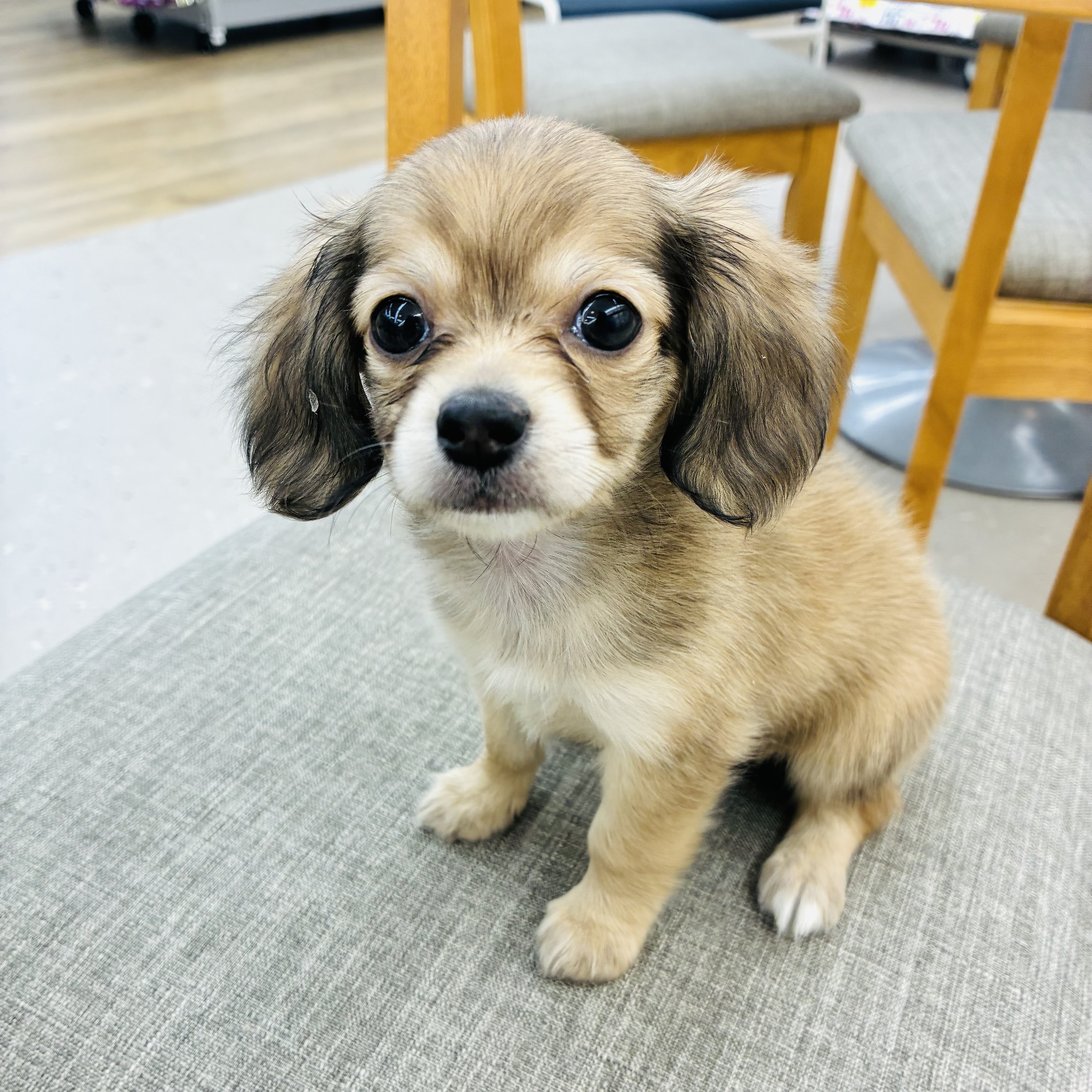 愛知県のチワックス(チワワ×ダックス) (犬の家＆猫の里七宝店/2025年11月30日生まれ/女の子/シェーデットイエロー)の子犬の1枚目の画像