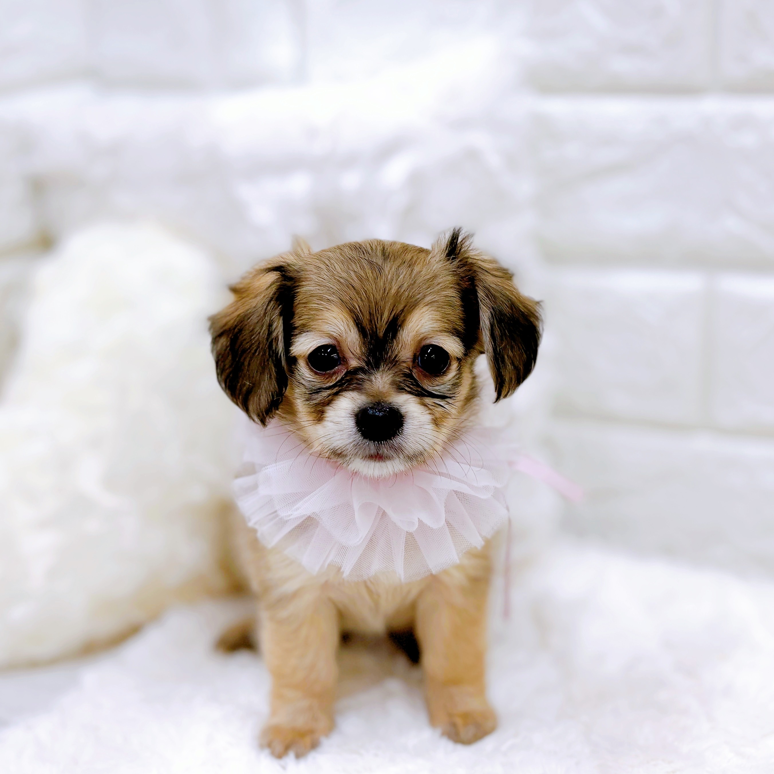 福井県のチワックス(チワワ×ダックス) (犬の家＆猫の里アミーゴ福井店/2025年11月30日生まれ/女の子/シェーデットイエロー)の子犬の4枚目の画像