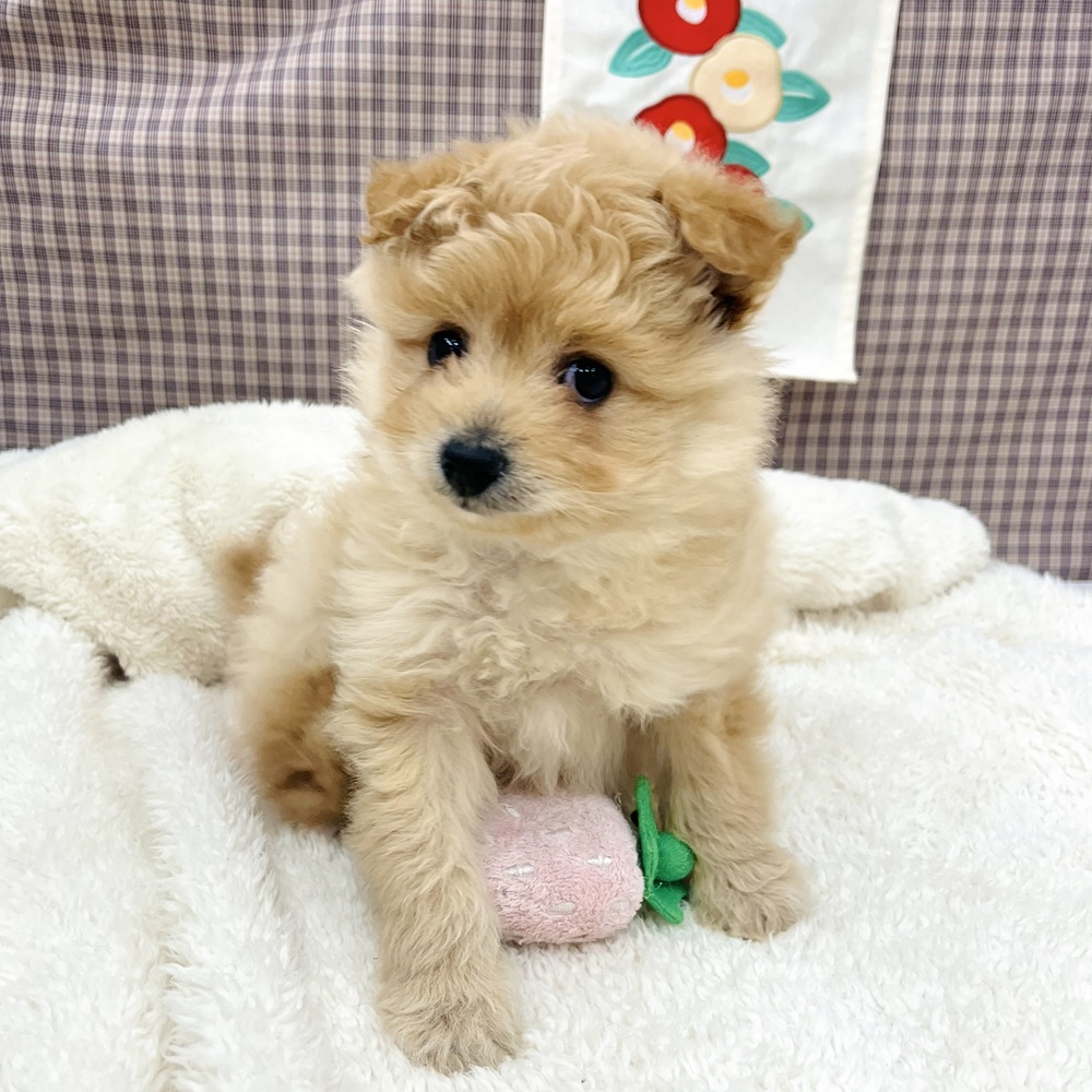 愛知県のポメプー(ポメラニアン×プードル) (犬の家＆猫の里エアポートウォーク店/2025年12月1日生まれ/女の子/アプリコットホワイト)の子犬の4枚目の画像