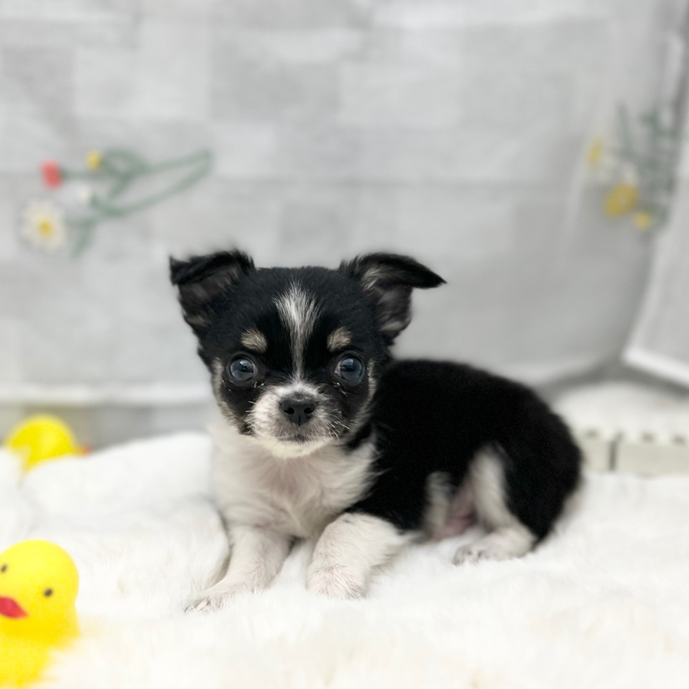 チワワ（ロング）男の子の写真