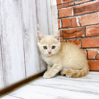 神奈川県のブリティッシュショートヘアー (犬の家＆猫の里小田原店/2025年12月1日生まれ/男の子/クリームタビー)の子猫の1枚目の画像