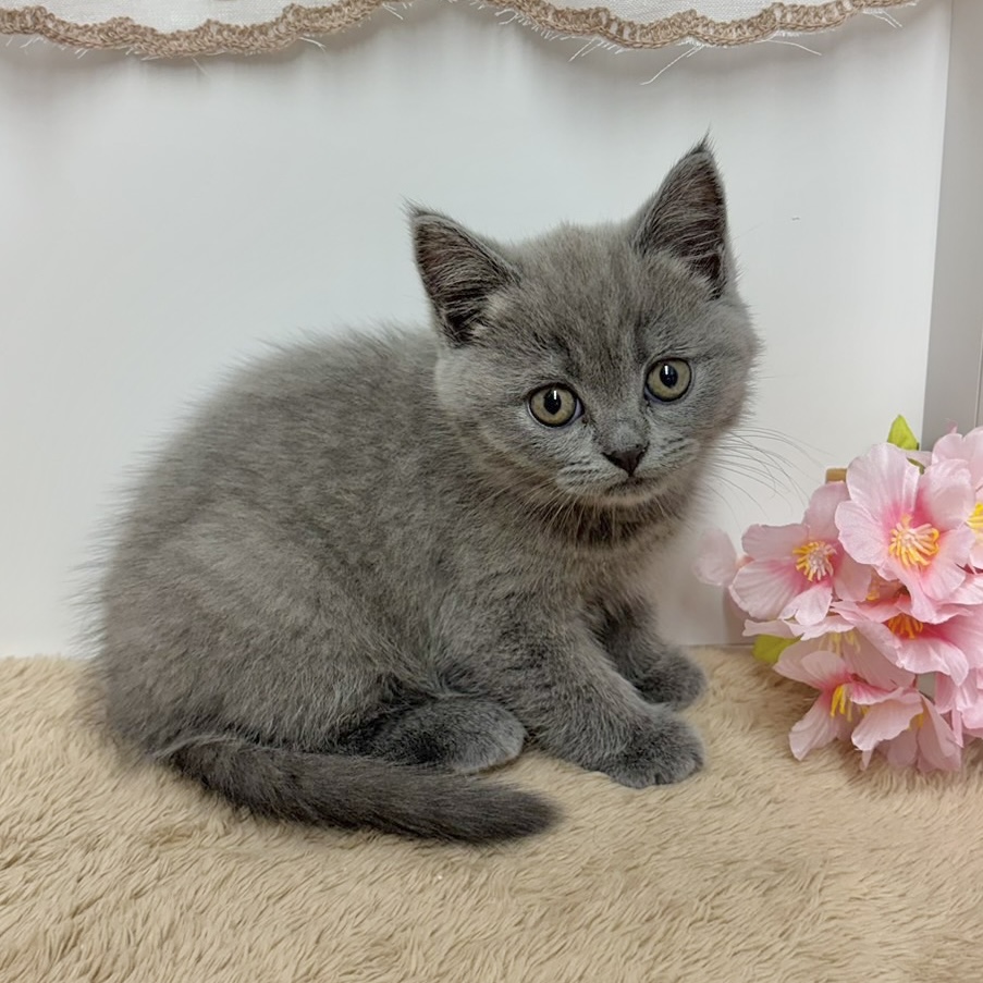 神奈川県のブリティッシュショートヘアー (犬の家＆猫の里相模原店/2025年12月1日生まれ/女の子/ブルー)の子猫の4枚目の画像